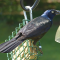 A Common Grackle at a suet feeder