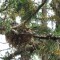 plumbeous vireo on nest