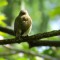 Four sides of a red-eyed vireo