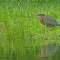 Immature Green Heron by a pond