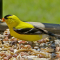Goldfinch male on a tray feeder