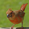 Young Northern Cardinal male
