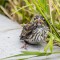 Little Chipping Sparrow
