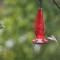 Leucistic Hummingbird