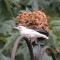 Leucistic White-Breasted Nuthatch
