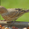 House Finch on a tray feeder