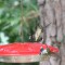 Two Female Ruby-throated Hummingbirds