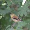 Femal American Goldfinch (9-23-15)