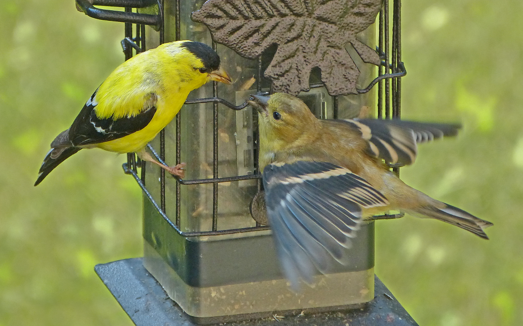 Fledgling American Goldfinch gets fed by dad - FeederWatch