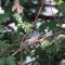 Tufted Titmouse (9-18-15)