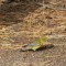 Pine Warbler (9-20-15)