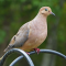 Mourning Dove perching on a feeder pole
