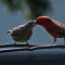 Cardinal feeds his Cowbird ‘baby’
