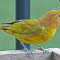 A young Summer Tanager male