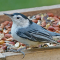 White-breasted Nuthatch on a tray feeder