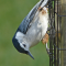 Nuthatches at a seed feeder