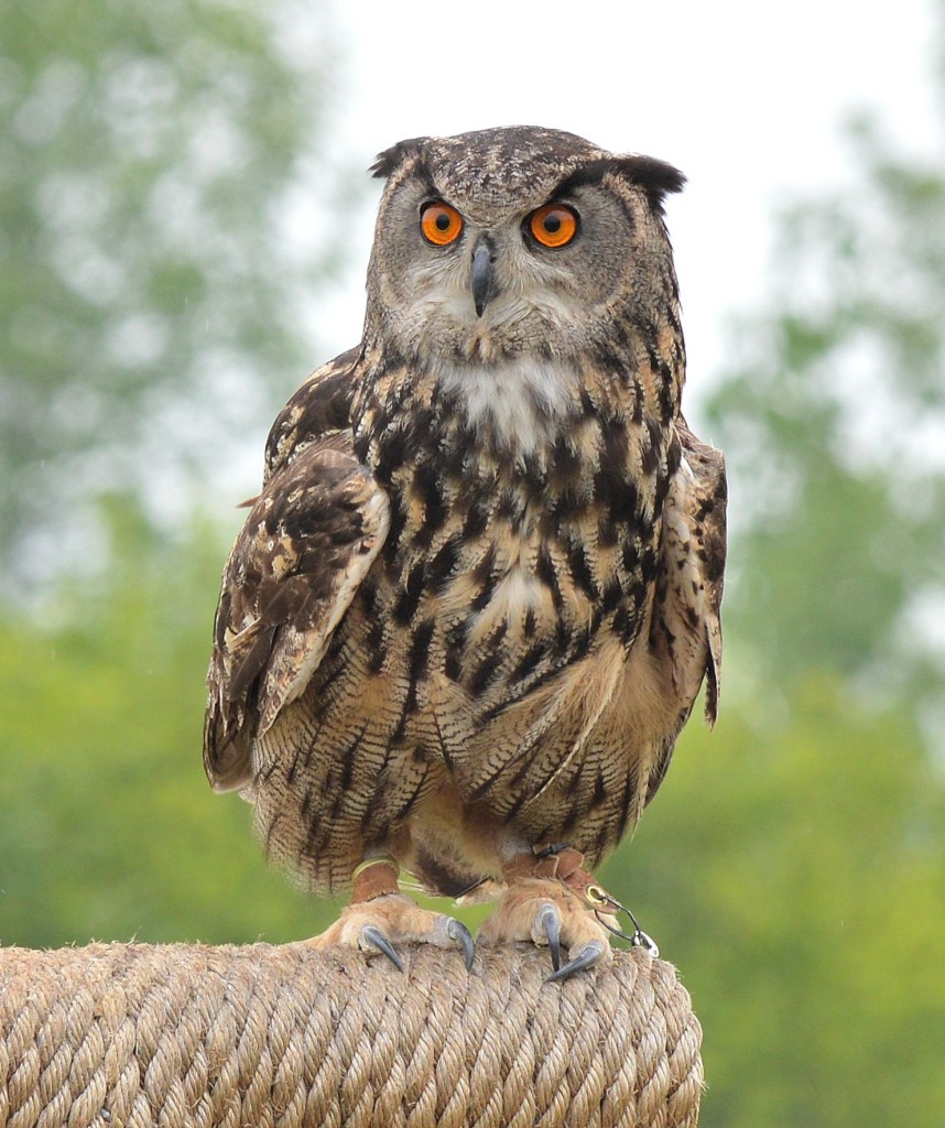 Eurasian Eagle-owl - FeederWatch