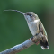 Young male Ruby-throated Hummingbird