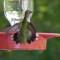 Female Ruby Throat Hummingbird