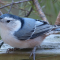 Female White-breasted Nuthatch