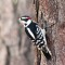 Downy Woodpecker (10-29-15)