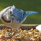 Blue Jay on tray feeder