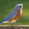 Autumn visits to a feeder by the Eastern Bluebirds