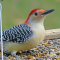 A tray feeder attracts a young male Red-bellied Woodpecker