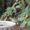 Pine Warbler (10-16-15)