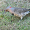 Male Northern Flicker hunting in the grass