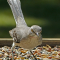 Northern Mockingbird visits the tray feeder