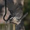 Silly Black-capped Chickadee