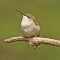 Female Ruby-throated Hummingbird prepares for migration