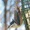 A male White-breasted Nuthatch on a suet feeder