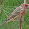 Male House Finches
