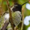 Male Anna’s Hummingbird Out On A Limb