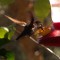 Anna’s Hummingbird Taking A Sip
