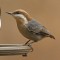Brown-headed Nuthatch on feeder