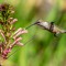 Nectaring Hummingbird