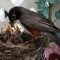 Mamma Robin feeds hungry chicks