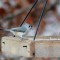 Tufted Titmouse (11-06-15)