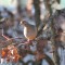 Mourning Dove (11-16-15)