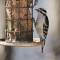 Downy Woodpecker (11-16-15)