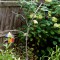 American Goldfinch on Branch Feeder