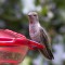 Anna’s Hummingbird at the lunch counter
