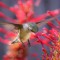 Backyard Ruby-throated Hummingbird