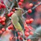 Big Mouth Waxwing