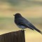 Black Phoebe and Mounring Dove from our feed site
