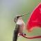 Ruby-throated hummingbird at feeder