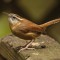 Carolina Wren on deck rail